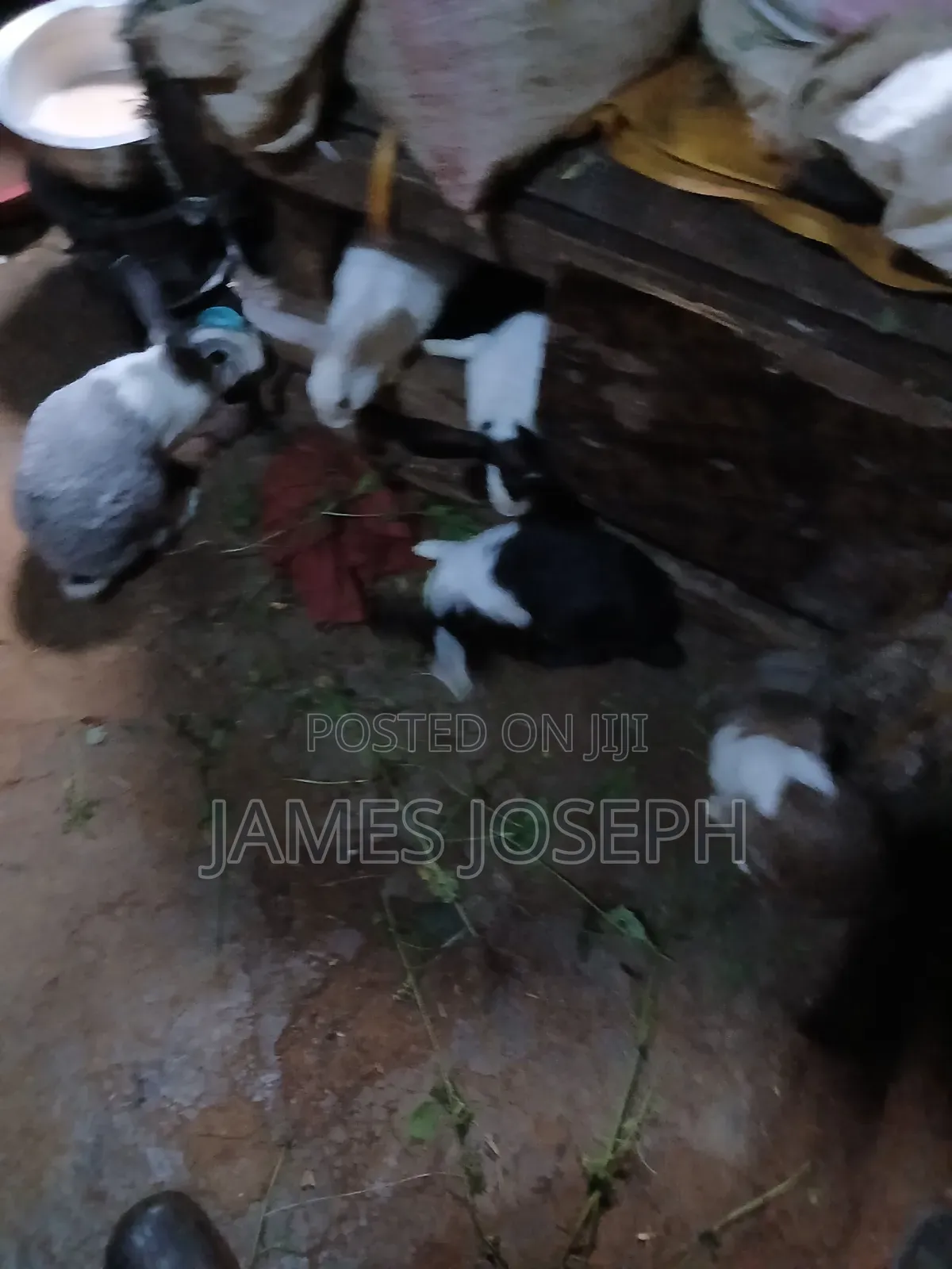 Selling Rabbit Meat
