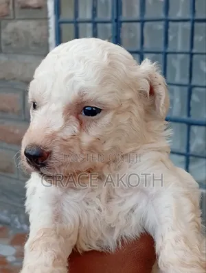 0-1 month Male Mixed Breed Maltese