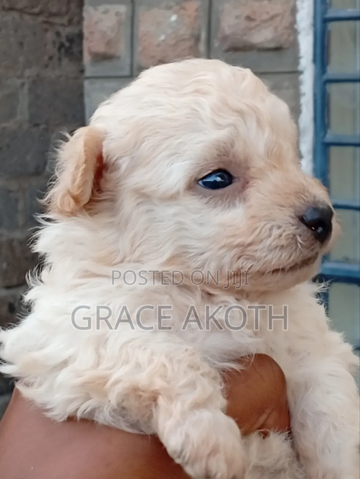 0-1 month Male Mixed Breed Maltese