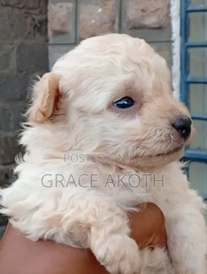 0-1 month Male Mixed Breed Maltese