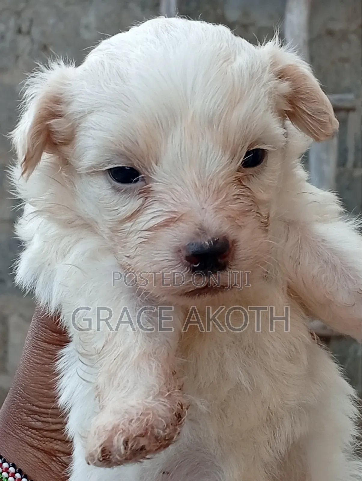 0-1 month Male Mixed Breed Maltese
