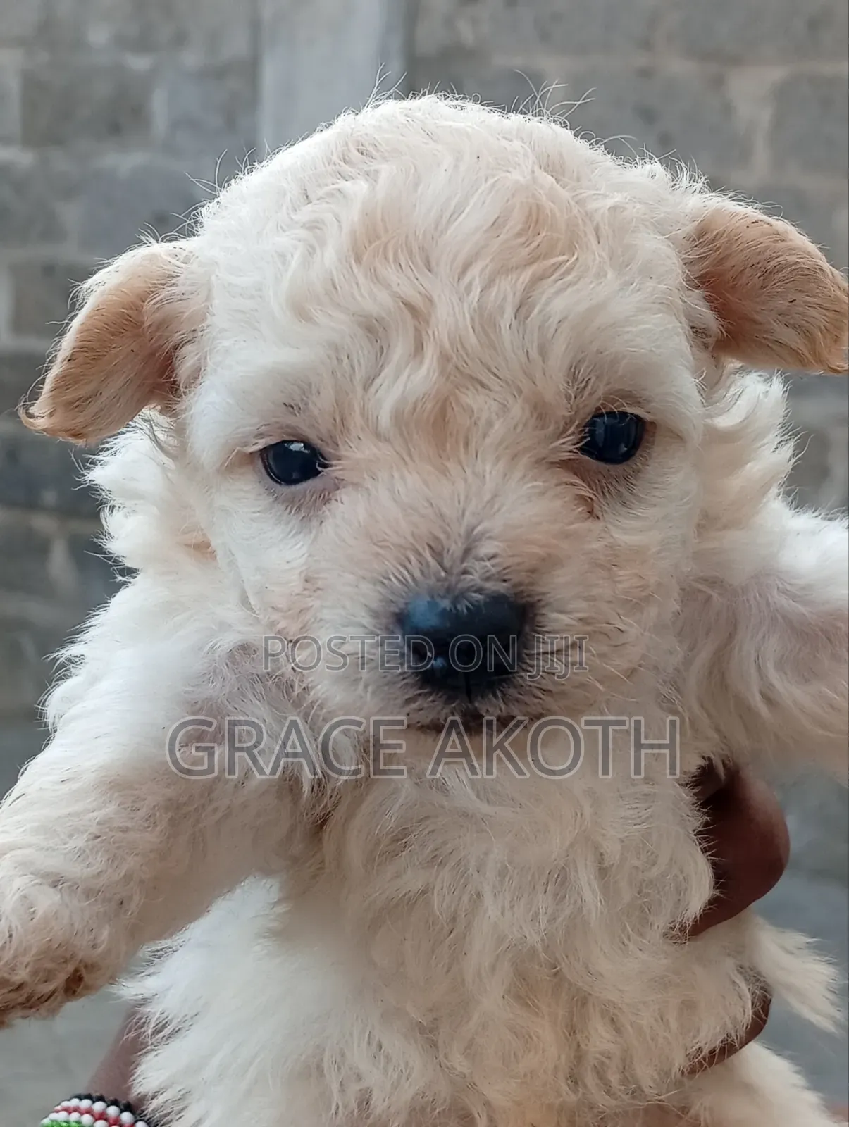 0-1 month Male Mixed Breed Maltese