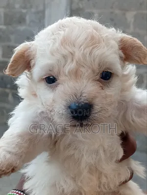 0-1 month Male Mixed Breed Maltese