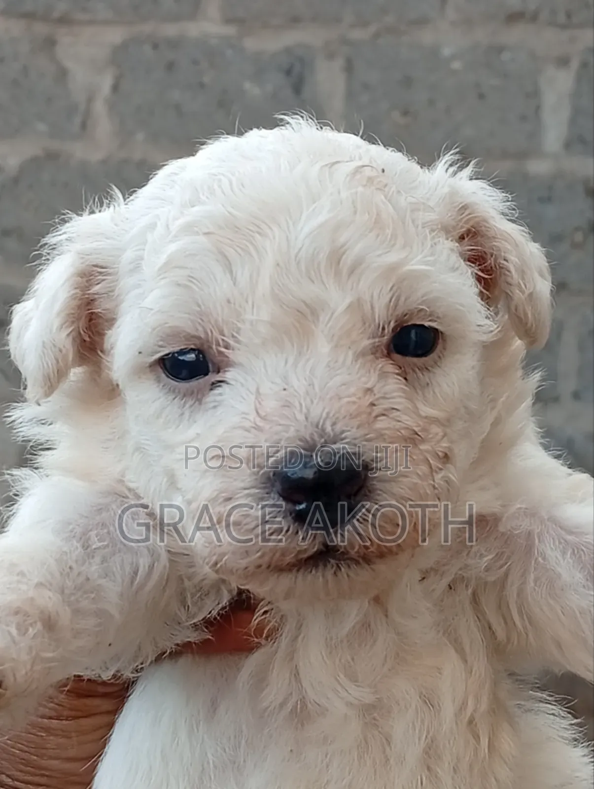 0-1 month Male Mixed Breed Maltese