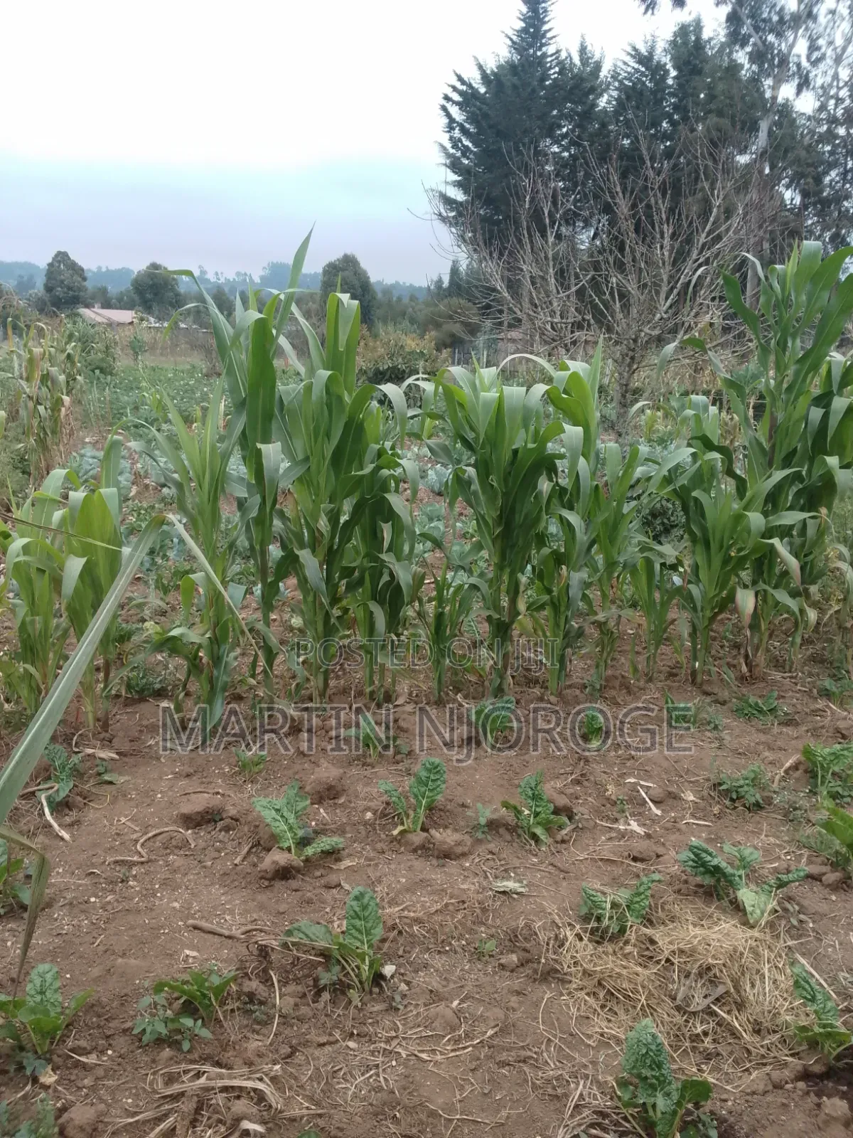 1 Acre Kwa Haraka