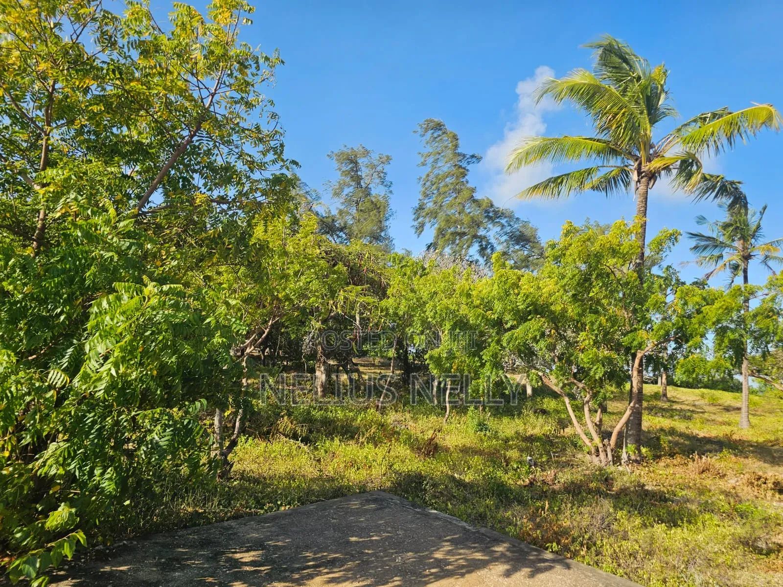 Beach Front Property Matsangoni Kilifi