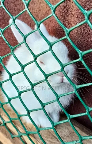 Rabbits for Sale