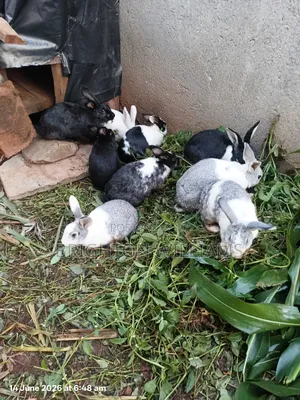 Rabbits for Sale