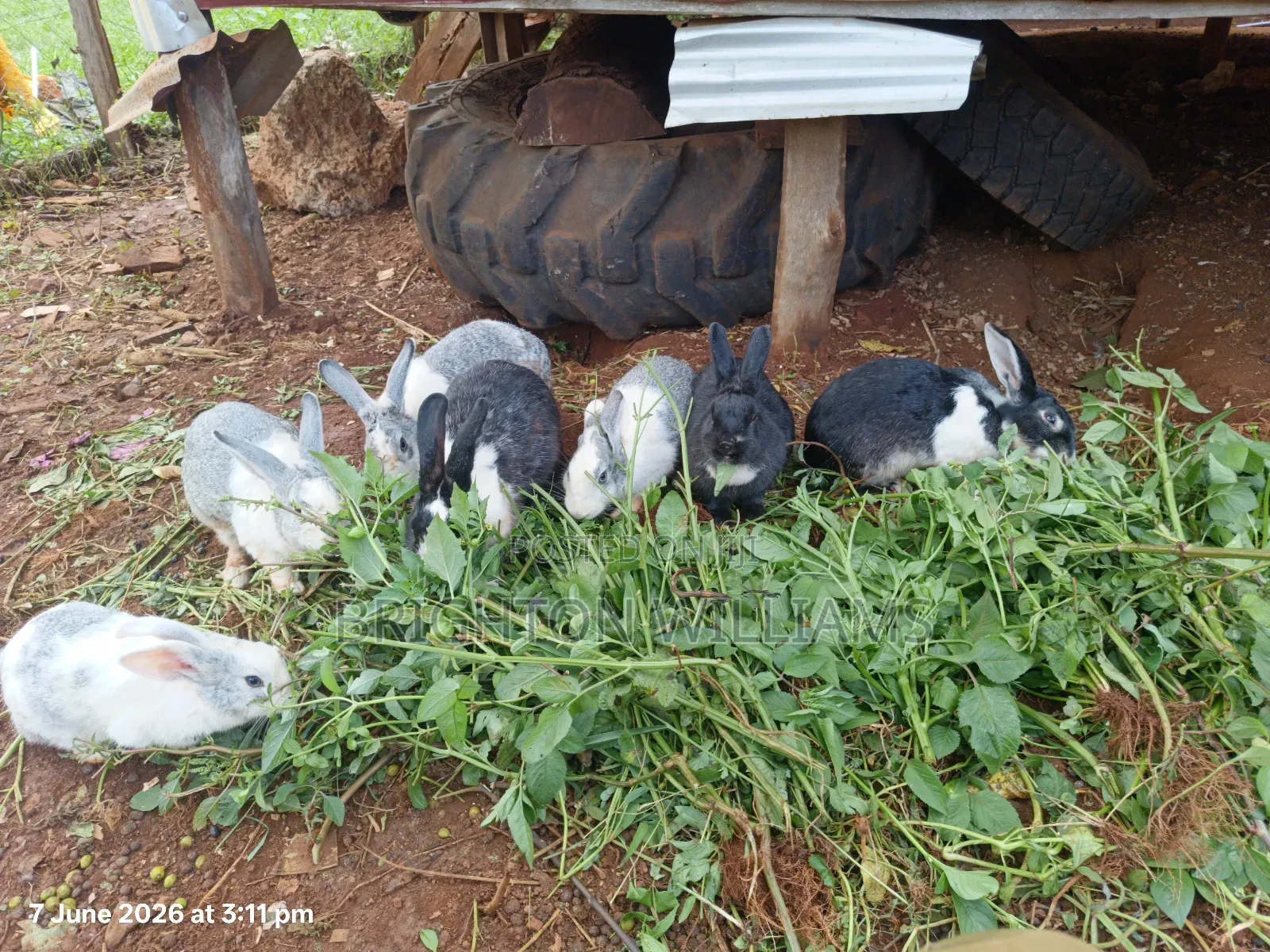 Rabbits for Sale