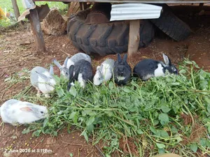 Rabbits for Sale