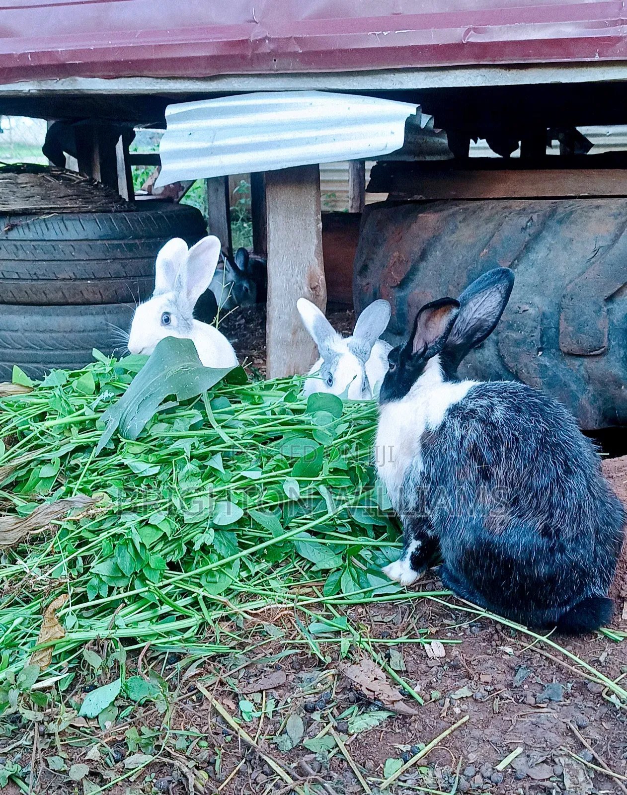 Rabbits for Sale