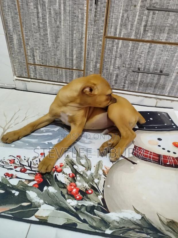 3-6 months Male Purebred Boerboel