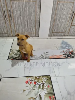 3-6 months Male Purebred Boerboel