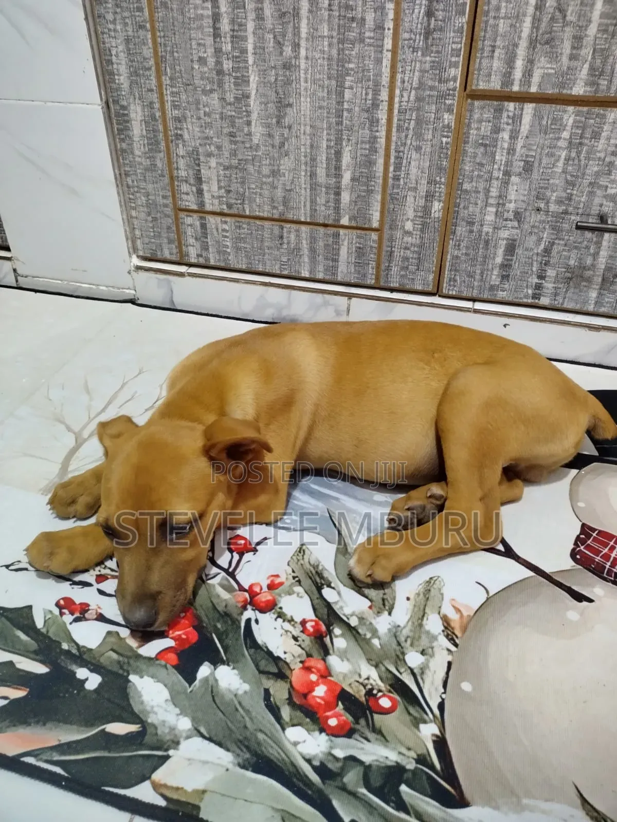 3-6 months Male Purebred Boerboel