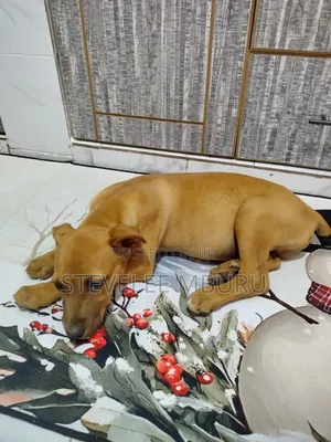 3-6 months Male Purebred Boerboel