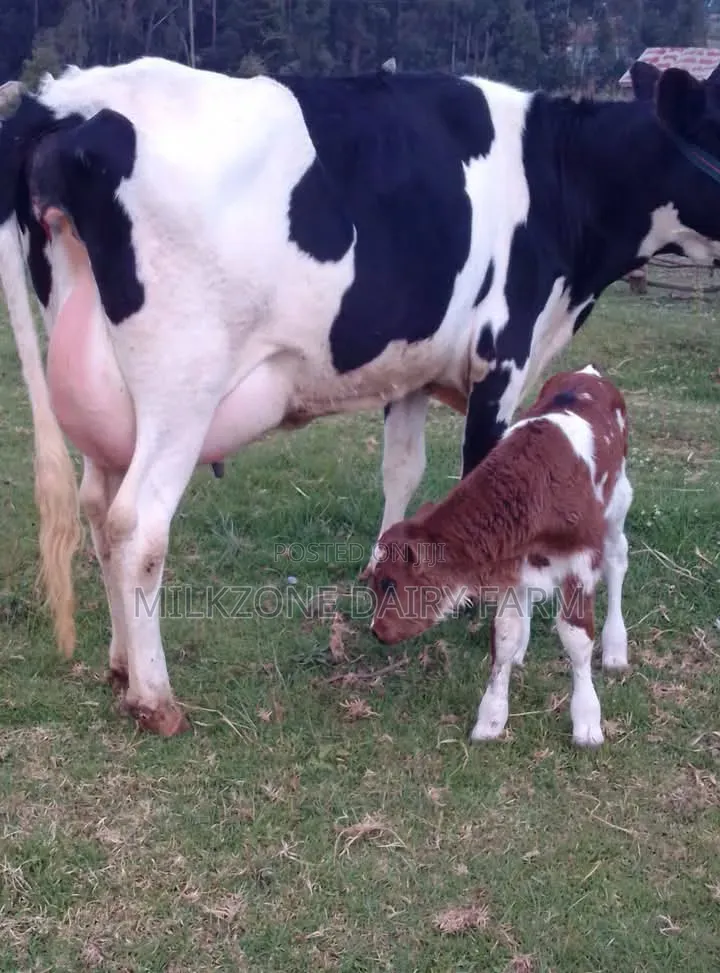 Hosten Dairy Cow