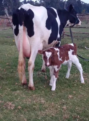 Hosten Dairy Cow