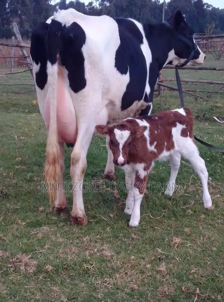 Hosten Dairy Cow