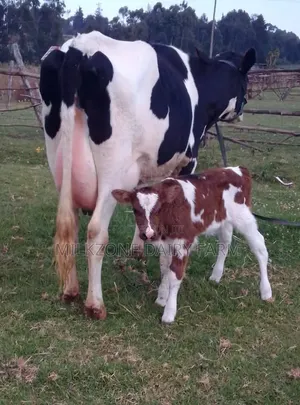 Hosten Dairy Cow