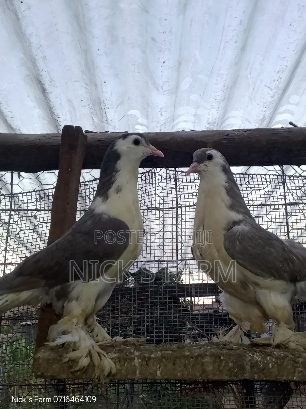 Upcoming Lahore Pigeon
