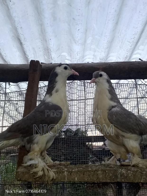 Upcoming Lahore Pigeon
