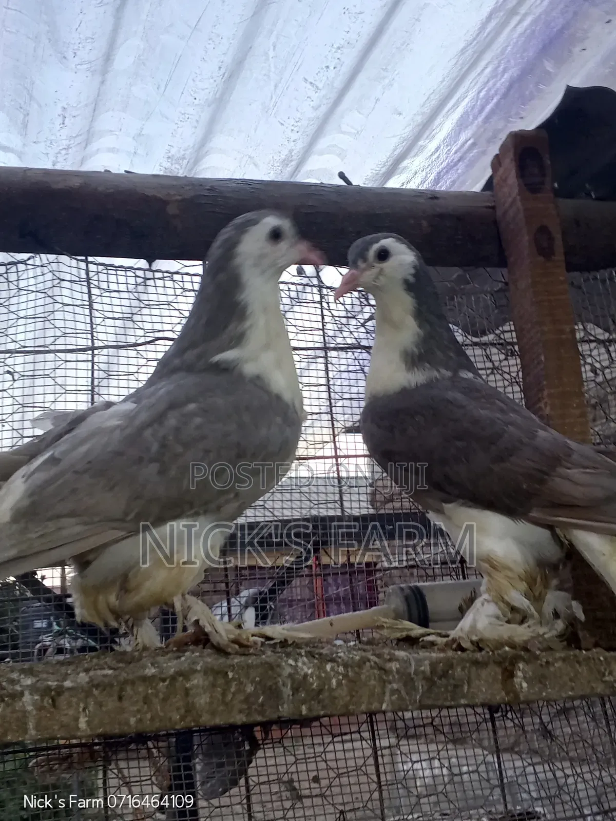Upcoming Lahore Pigeon