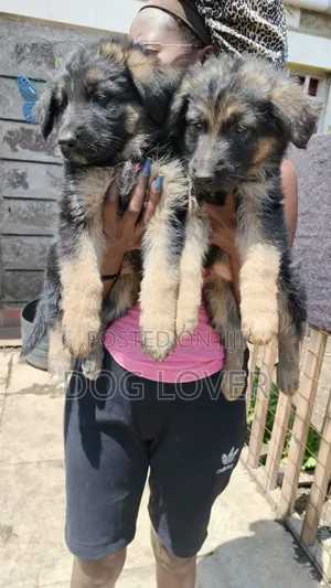 1-3 months Female Purebred German Shepherd