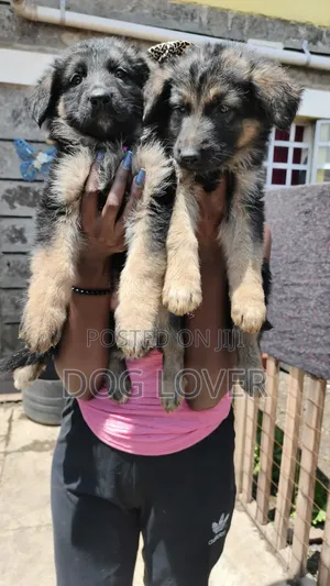 1-3 months Female Purebred German Shepherd