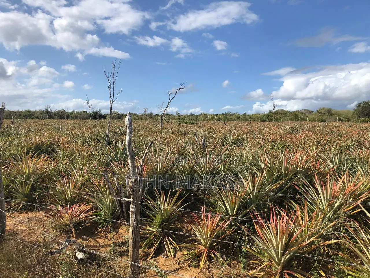 40,000 Per Acre in Malindi