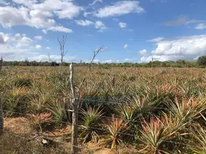 40,000 Per Acre in Malindi