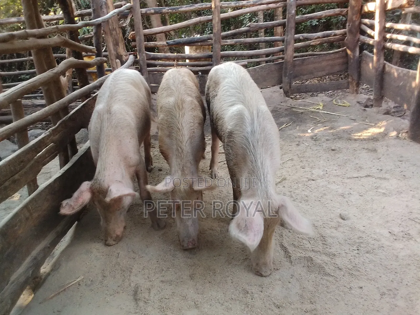 Large White Pig's