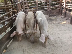 Large White Pig's