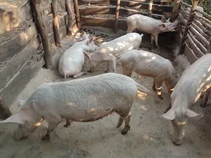 Large White Pig's
