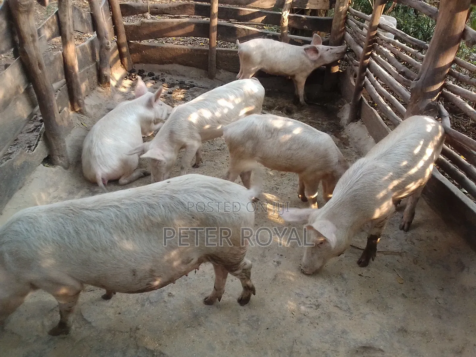 Large White Pig's