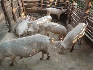 Large White Pig's
