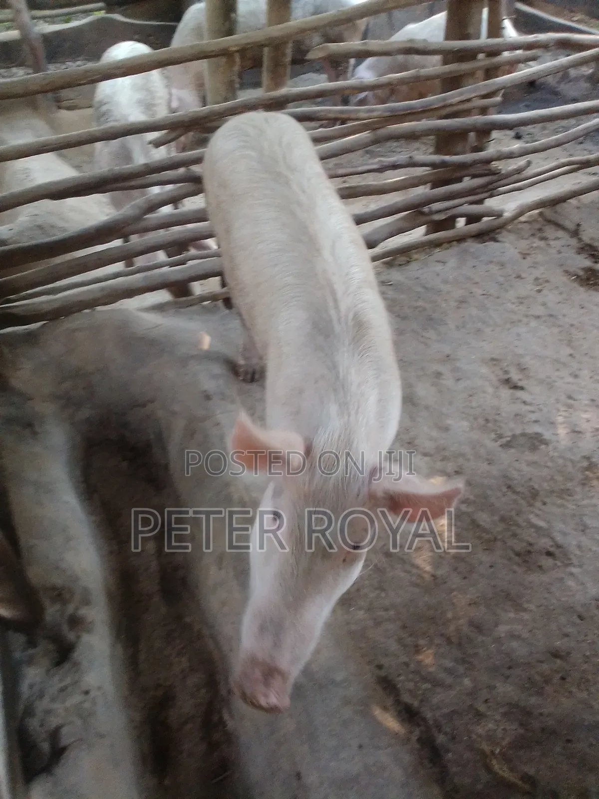 Large White Pig's