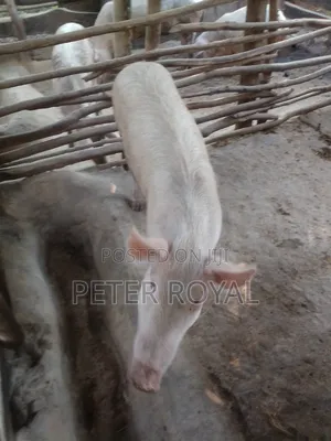 Large White Pig's