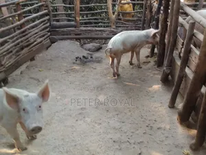 Large White Pig's