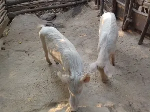 Large White Pig's
