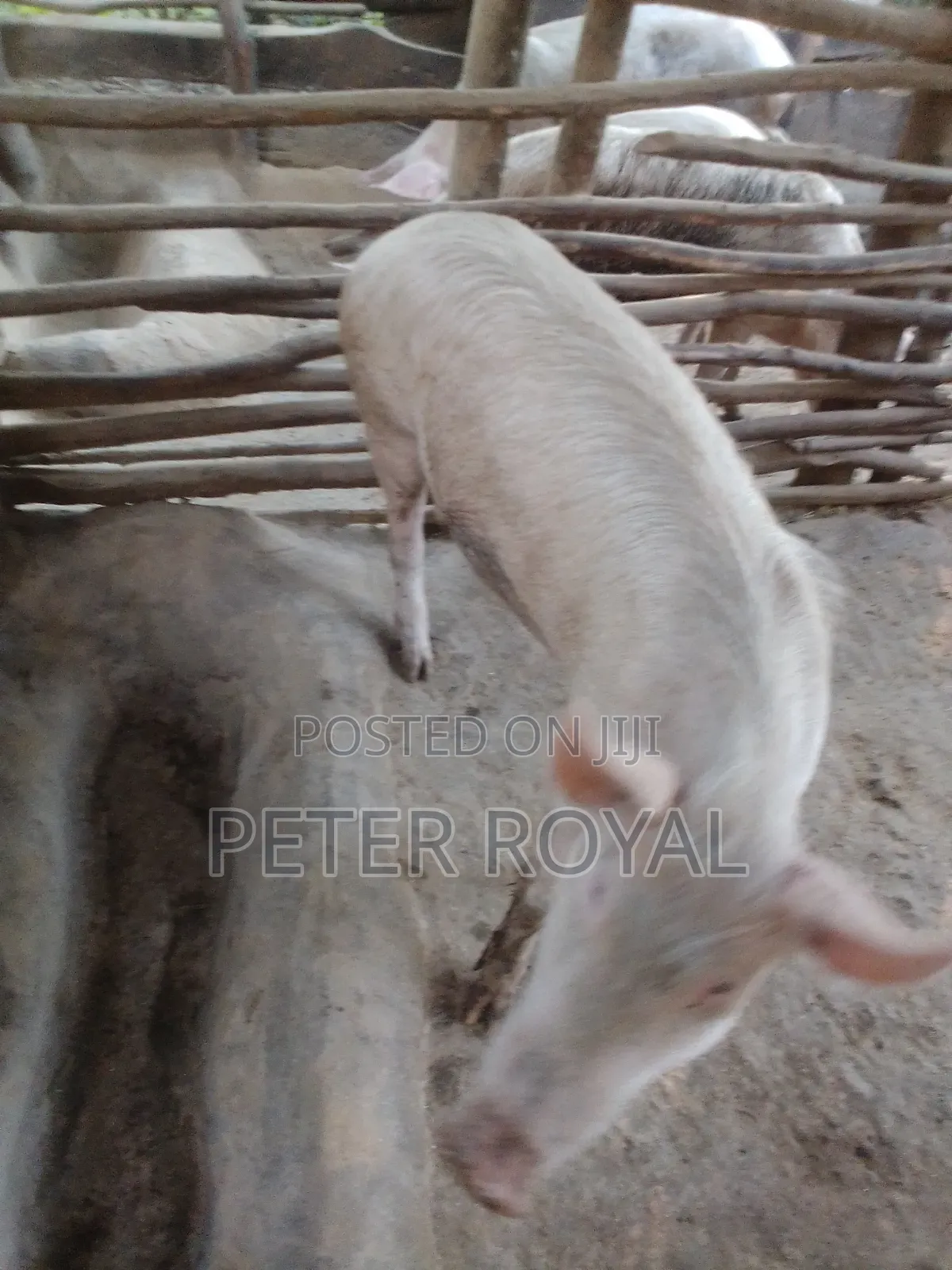 Large White Pig's