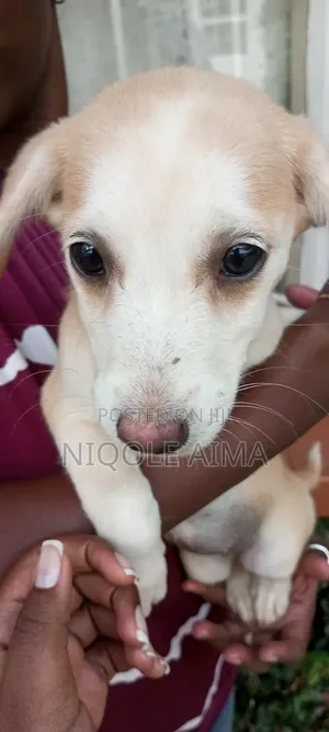 3-6 months Male Mixed Breed Japanese Spitz
