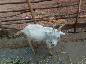 Saneen Goats