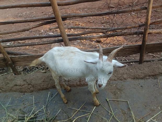 Saneen Goats - main view