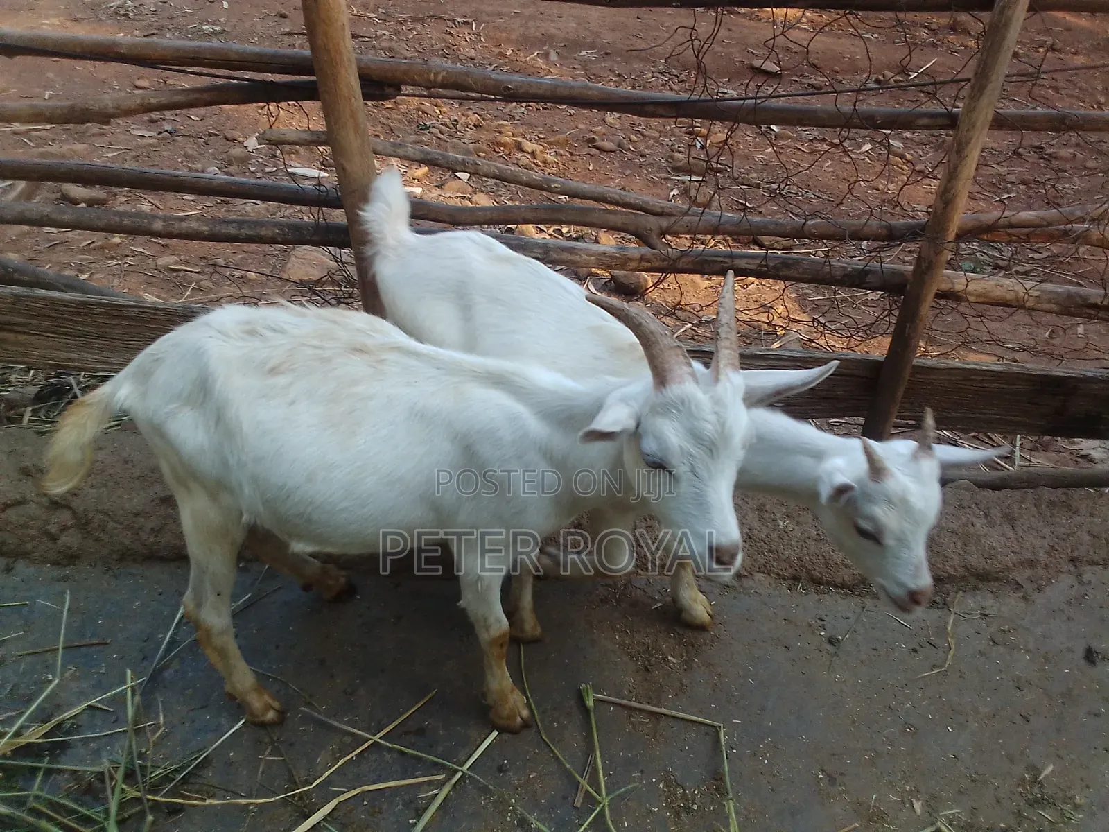 Saneen Goats