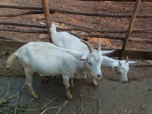 Saneen Goats
