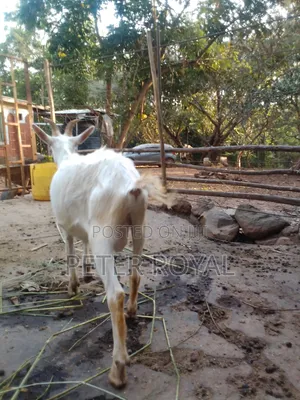 Saneen Goats