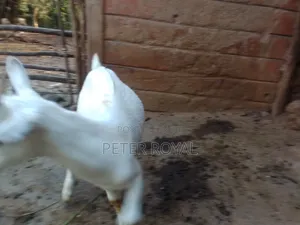 Saneen Goats
