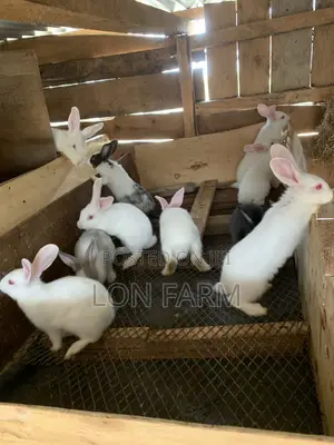 High Quality Rabbits