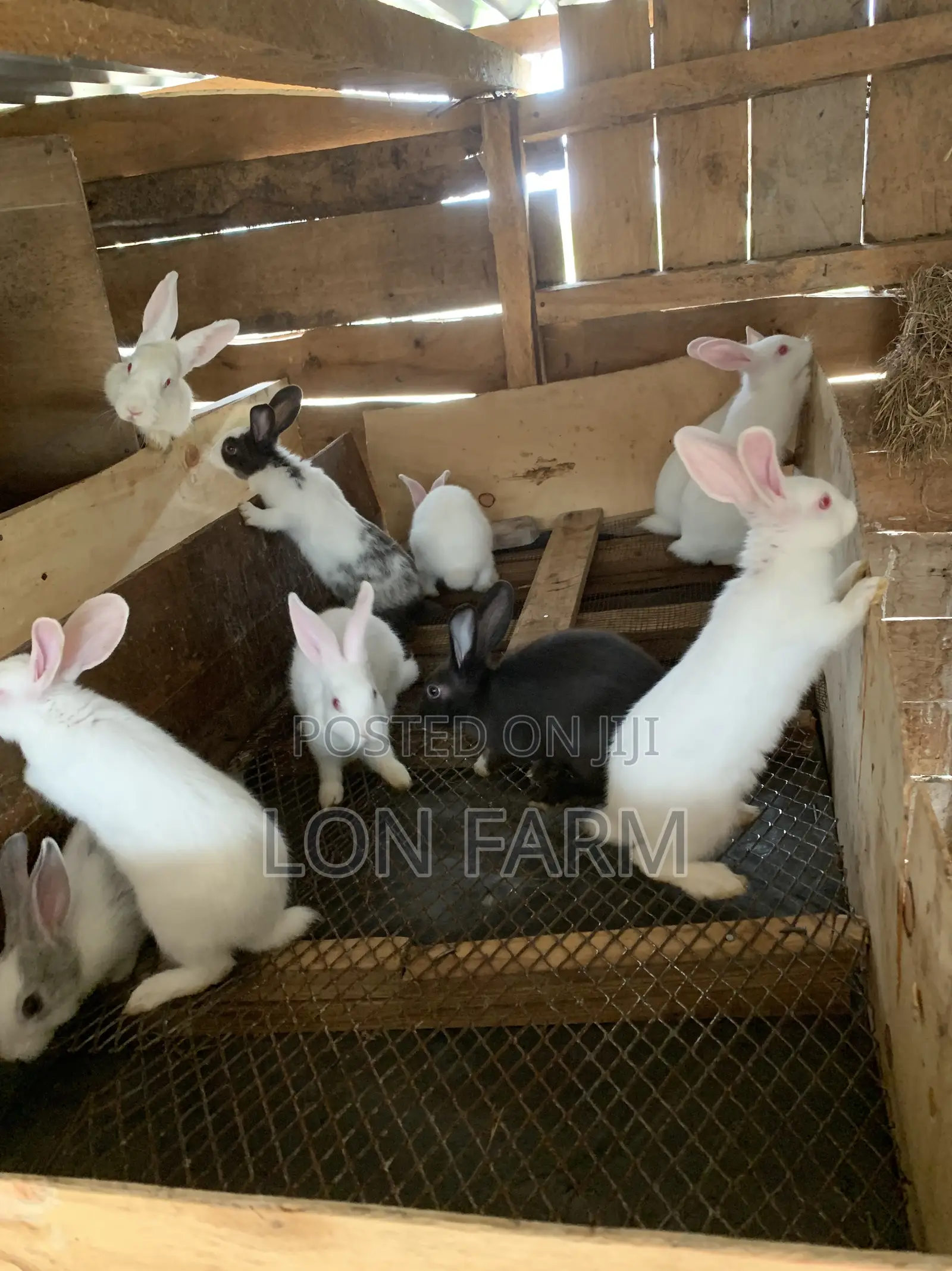 High Quality Rabbits