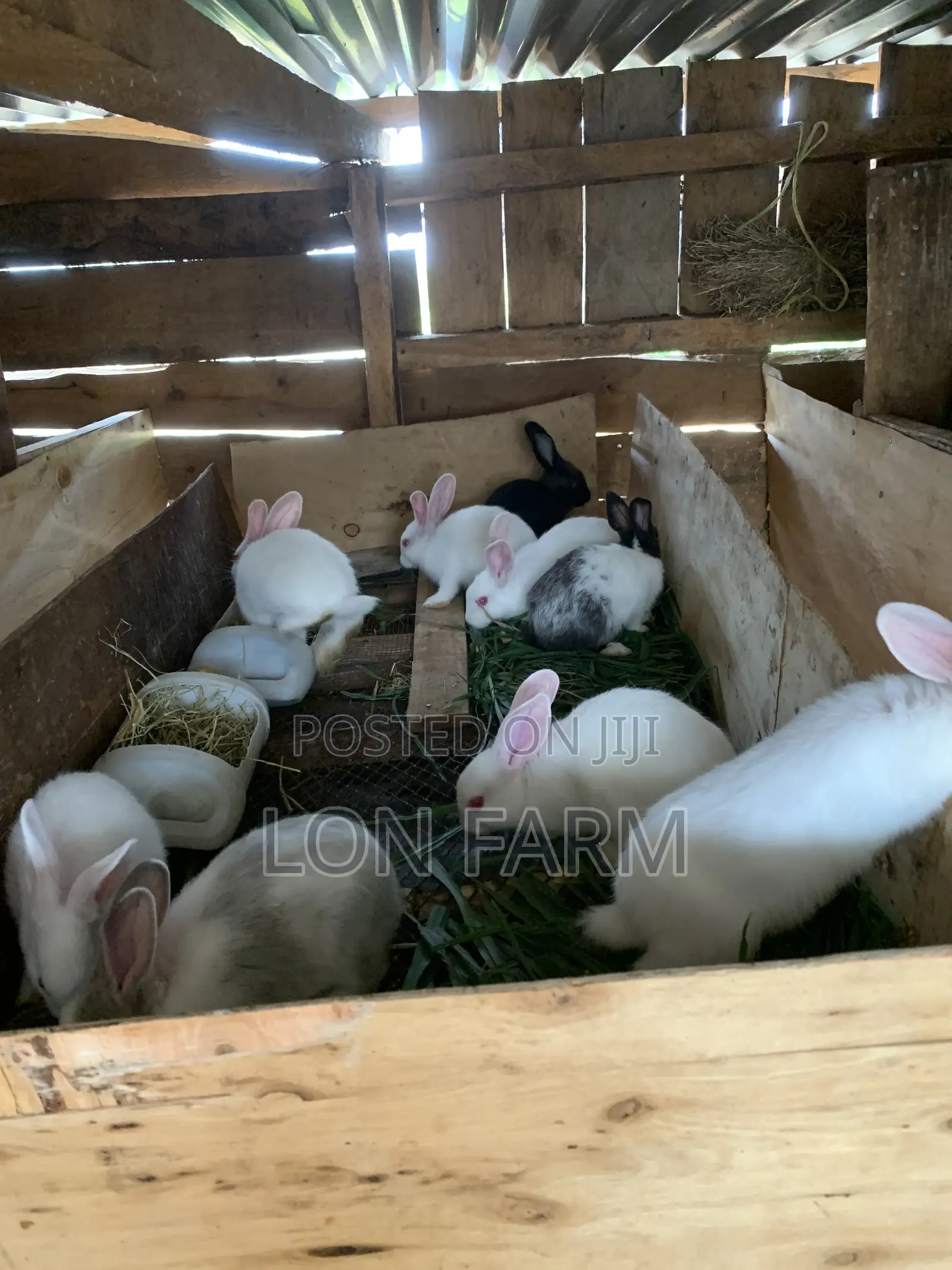 High Quality Rabbits